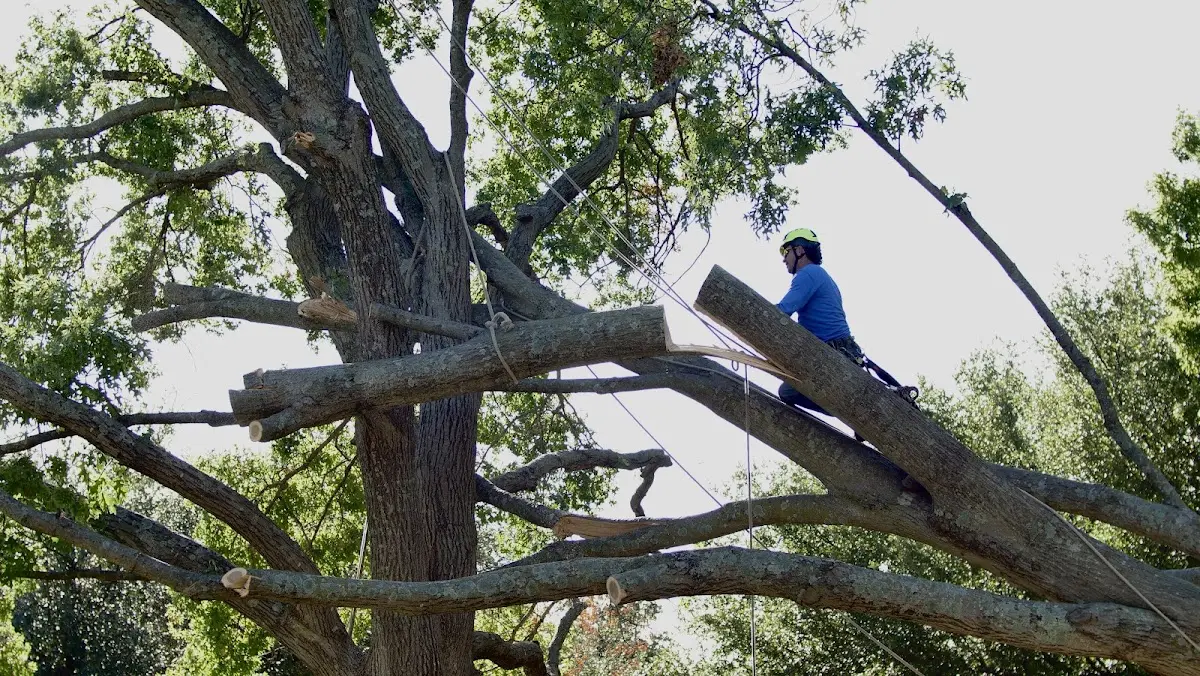Professional Hazardous Tree Removal performed by certified arborists in Harts